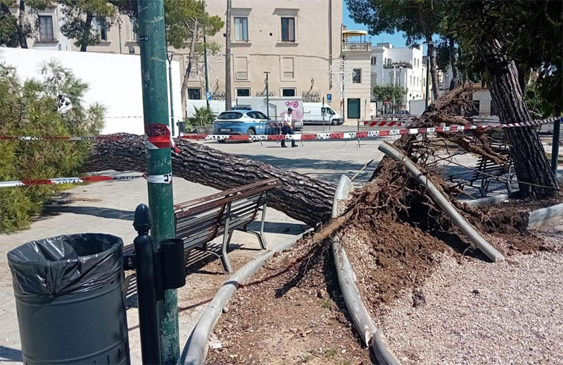 Galatina: un grosso albero di pino cade in piazza Alighieri a causa del forte vento Galatina: un grosso albero di pino cade in piazza Alighieri a causa del forte vento
