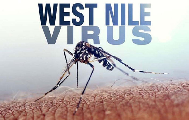 ASL Lecce: positivo asintomatico West Nile Virus. Sistema di sorveglianza a regime ASL Lecce: positivo asintomatico West Nile Virus. Sistema di sorveglianza a regime