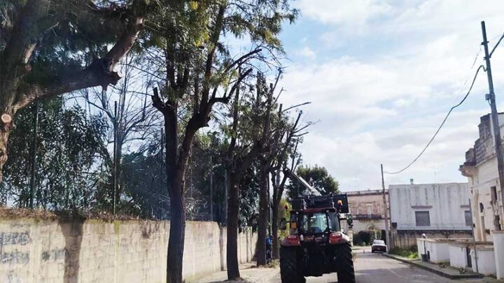 Attivato un piano di manutenzione del patrimonio arboreo a Galatina, Noha e Collemeto