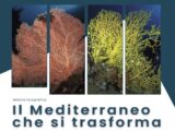 “Il Mediterraneo che si trasforma. Il cambiamento climatico nei mari del Salento”