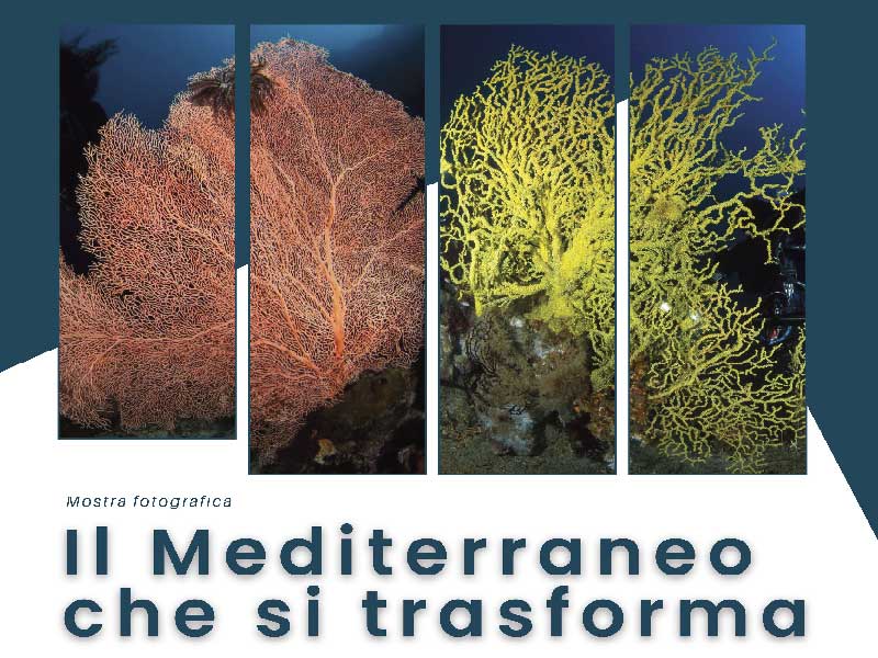 “Il Mediterraneo che si trasforma. Il cambiamento climatico nei mari del Salento”