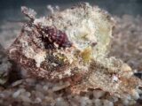 La lumaca vampiro del Mediterraneo vince il contest mondiale “Mollusc of the Year 2026”