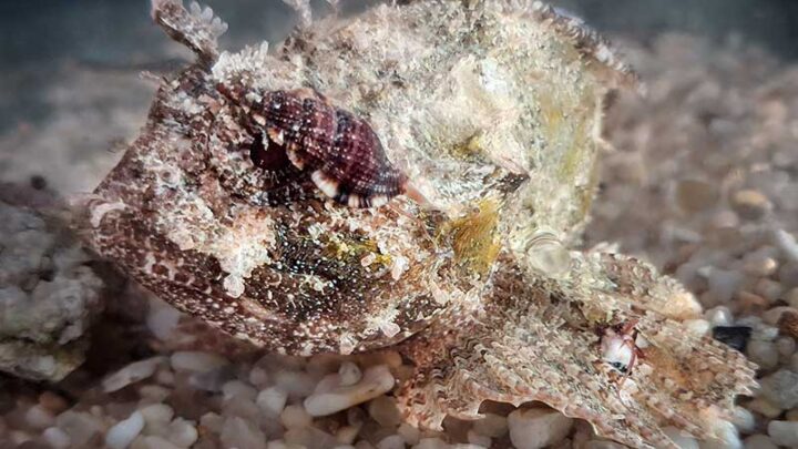 La lumaca vampiro del Mediterraneo vince il contest mondiale “Mollusc of the Year 2026”