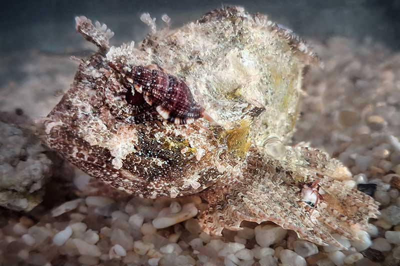 La lumaca vampiro del Mediterraneo vince il contest mondiale “Mollusc of the Year 2026”
