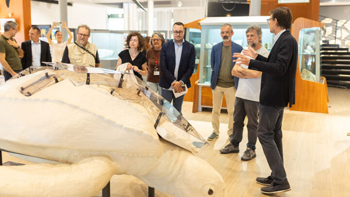 In mostra al MAUS il modello di una tartaruga marina fossile del Miocene