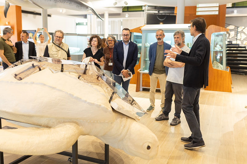 In mostra al MAUS il modello di una tartaruga marina fossile del Miocene
