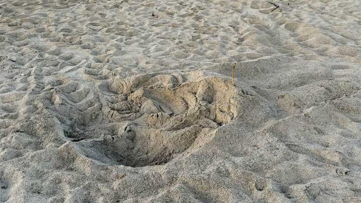 Rinvenuto il primo nido di tartaruga marina della stagione in Puglia