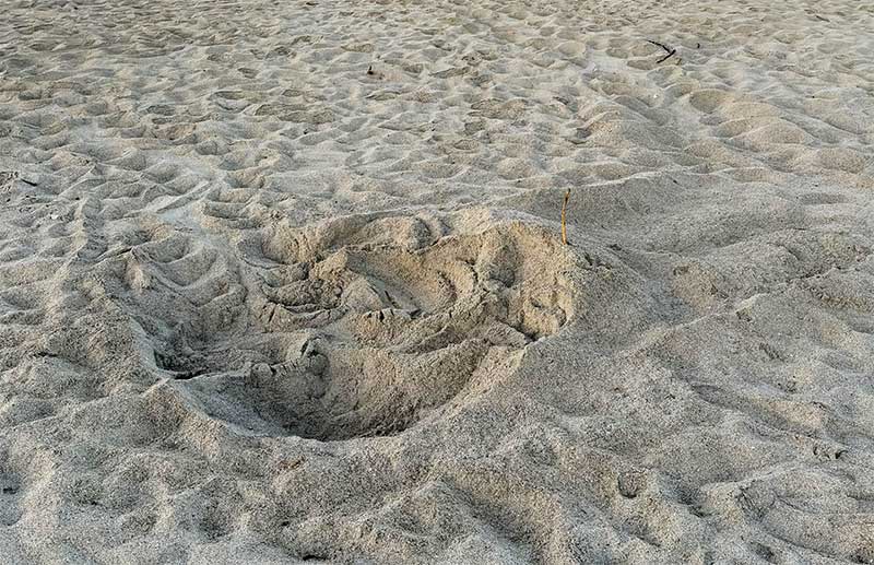 Rinvenuto il primo nido di tartaruga marina della stagione in Puglia