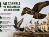 Galatina: al via il servizio di falconeria per l’allontanamento dei colombi urbani