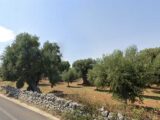 Xylella: pubblicato il risultato di un nuovo studio condotto dall’Università del Salento