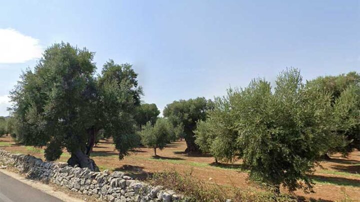 Xylella: pubblicato il risultato di un nuovo studio condotto dall’Università del Salento