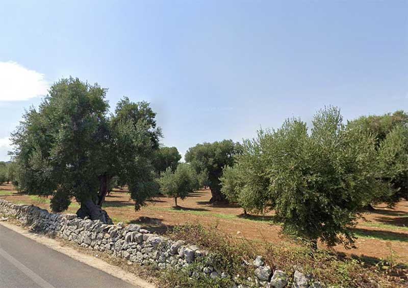 Xylella: pubblicato il risultato di un nuovo studio condotto dall’Università del Salento