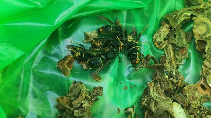 Scoperto un nido attivo di Vespa velutina. UniSalento: “Serve subito una task force”